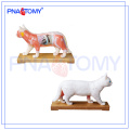 PNT-AM45 Cat Acupuncture Model animal anatomical model